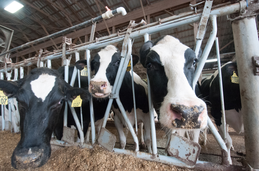 Cattle feeding in cattle-shed