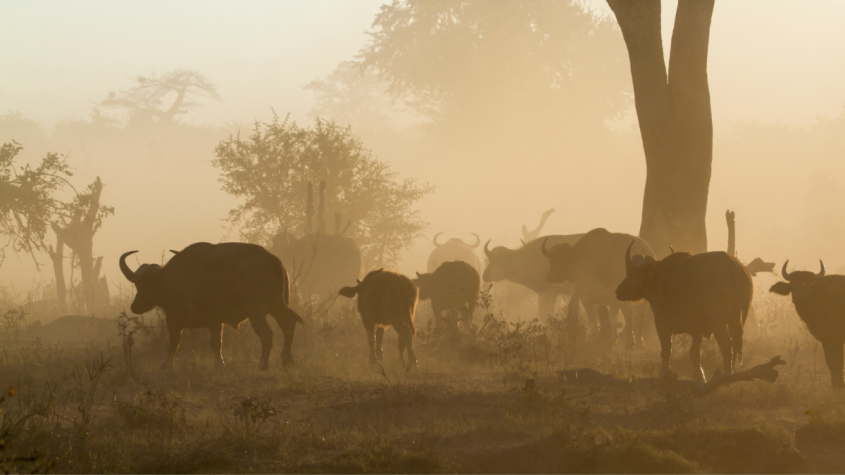 Livestock nutrition