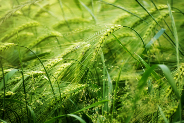 Crops