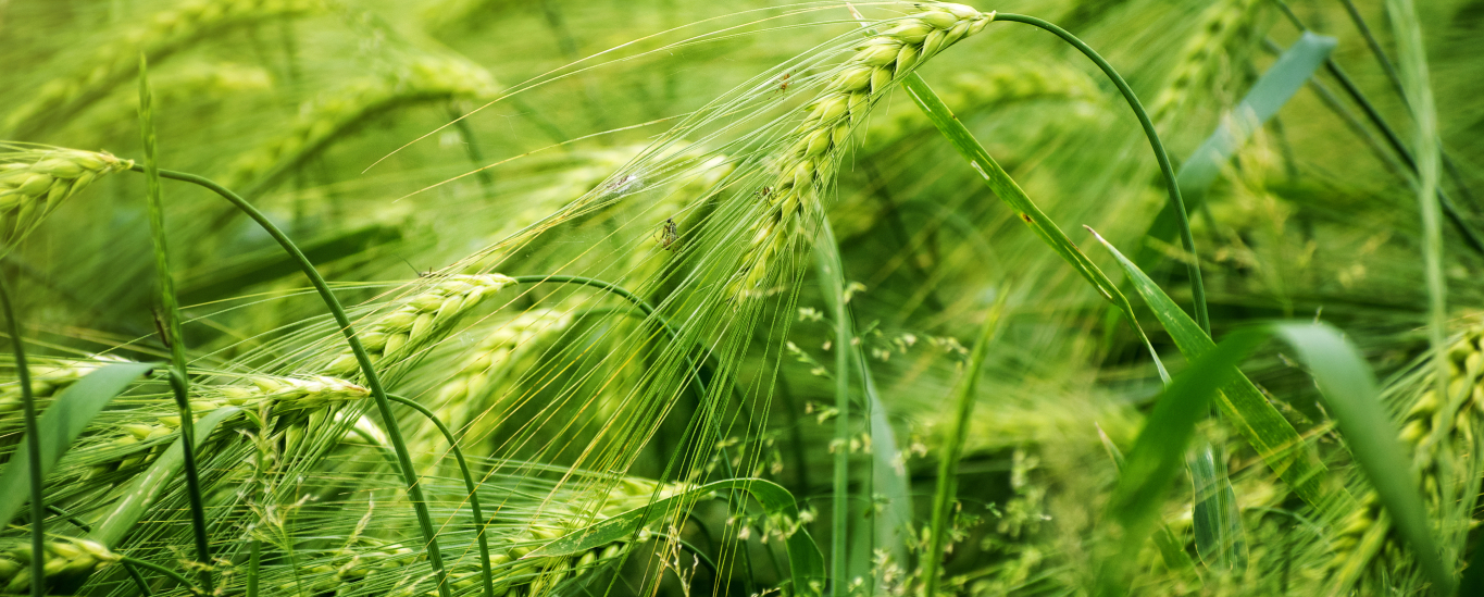 Crops